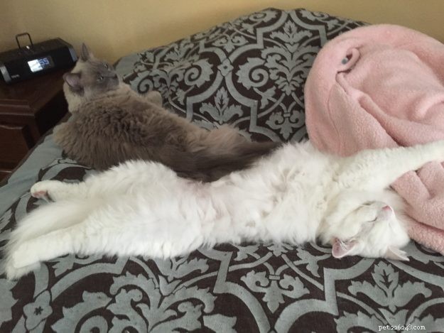 Meet Sinatra: The Charming Blue‑Eyed White Ragdoll of the Week