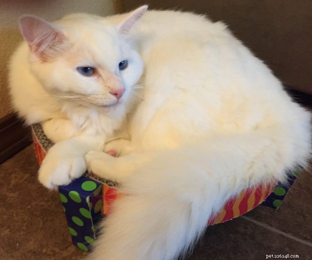 Meet Sinatra: The Charming Blue‑Eyed White Ragdoll of the Week