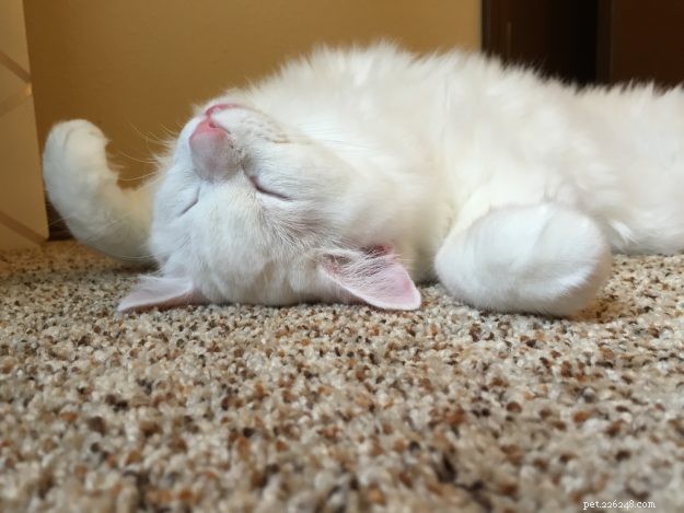 Meet Sinatra: The Charming Blue‑Eyed White Ragdoll of the Week