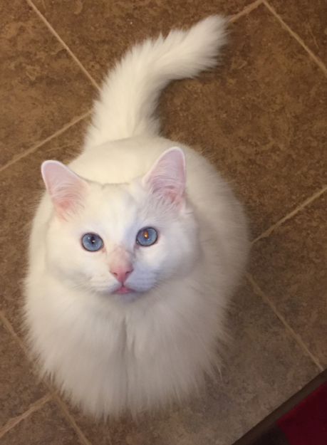 Meet Sinatra: The Charming Blue‑Eyed White Ragdoll of the Week