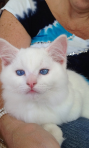 Meet Sinatra: The Charming Blue‑Eyed White Ragdoll of the Week