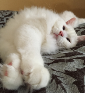 Meet Sinatra: The Charming Blue‑Eyed White Ragdoll of the Week