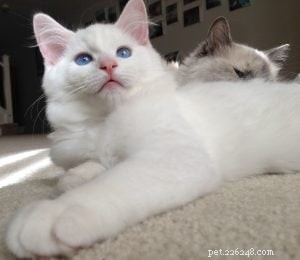 Meet Sinatra: The Charming Blue‑Eyed White Ragdoll of the Week