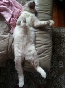 Peyton: The Rescued Ragdoll Who Found His Forever Home