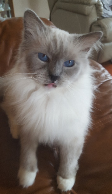 Peyton: The Rescued Ragdoll Who Found His Forever Home
