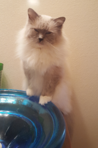 Peyton: The Rescued Ragdoll Who Found His Forever Home