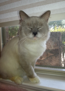 Peyton: The Rescued Ragdoll Who Found His Forever Home