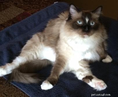 AristaCat – This Week’s Premier Ragdoll Cat