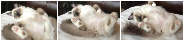 AristaCat – This Week’s Premier Ragdoll Cat