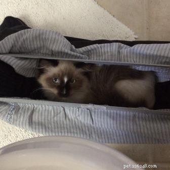 AristaCat – This Week’s Premier Ragdoll Cat