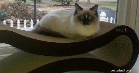 AristaCat – This Week’s Premier Ragdoll Cat