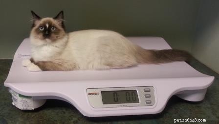 AristaCat – This Week’s Premier Ragdoll Cat