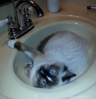 AristaCat – This Week’s Premier Ragdoll Cat
