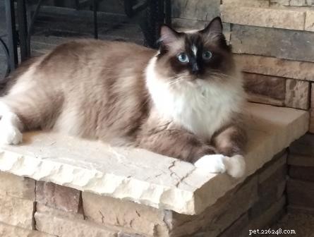AristaCat – This Week’s Premier Ragdoll Cat