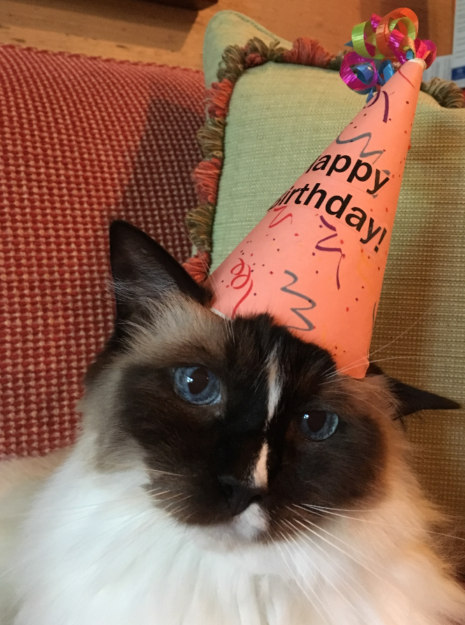Celebrating Murphy’s 12th Birthday: A Ragdoll Cat’s Milestone