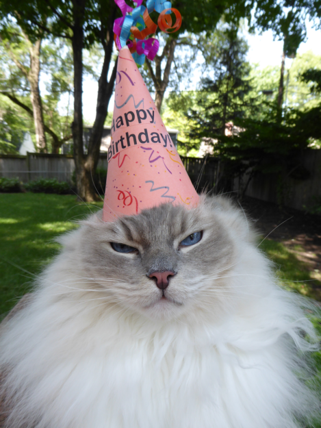Celebrating 7 Years of Joy: Happy Birthday, Trigg the Ragdoll Cat!