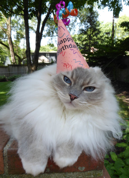Celebrating 7 Years of Joy: Happy Birthday, Trigg the Ragdoll Cat!