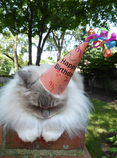 Celebrating 7 Years of Joy: Happy Birthday, Trigg the Ragdoll Cat!
