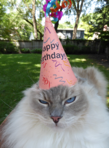 Celebrating 7 Years of Joy: Happy Birthday, Trigg the Ragdoll Cat!
