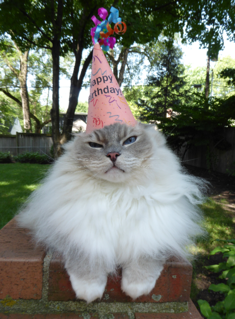 Celebrating 7 Years of Joy: Happy Birthday, Trigg the Ragdoll Cat!