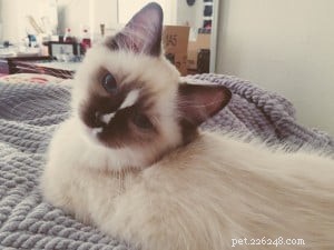 Clawdio, San Francisco’s Adored Ragdoll Kitten of the Month