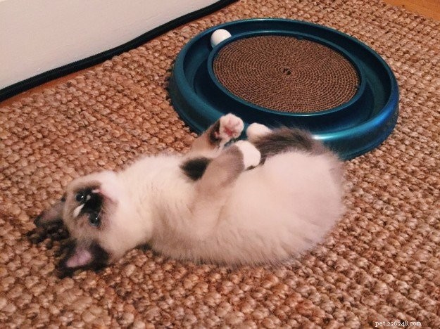 Clawdio, San Francisco’s Adored Ragdoll Kitten of the Month