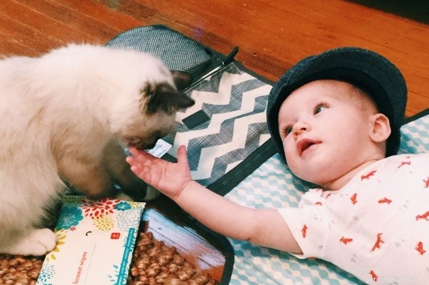 Clawdio, San Francisco’s Adored Ragdoll Kitten of the Month