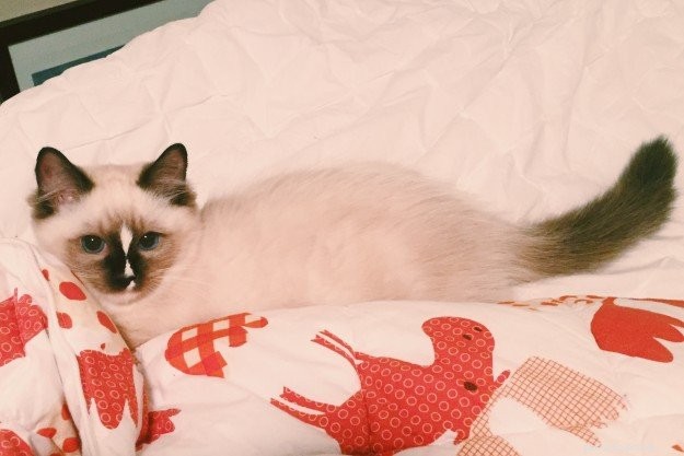 Clawdio, San Francisco’s Adored Ragdoll Kitten of the Month