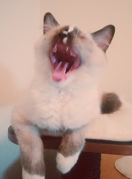 Clawdio, San Francisco’s Adored Ragdoll Kitten of the Month
