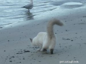 Phoenix Blue Jones – Spotlight on a Blue Colourpoint Ragdoll