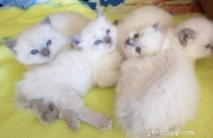 Phoenix Blue Jones – Spotlight on a Blue Colourpoint Ragdoll