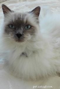 Phoenix Blue Jones – Spotlight on a Blue Colourpoint Ragdoll