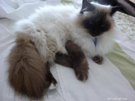 Phoenix Blue Jones – Spotlight on a Blue Colourpoint Ragdoll