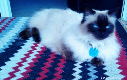 Phoenix Blue Jones – Spotlight on a Blue Colourpoint Ragdoll
