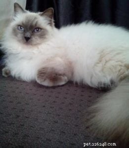 Phoenix Blue Jones – Spotlight on a Blue Colourpoint Ragdoll