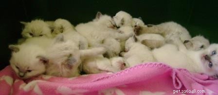 Phoenix Blue Jones – Spotlight on a Blue Colourpoint Ragdoll