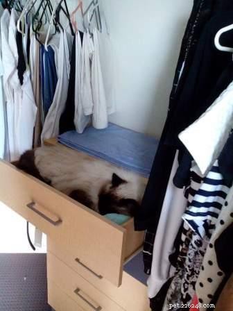 Phoenix Blue Jones – Spotlight on a Blue Colourpoint Ragdoll