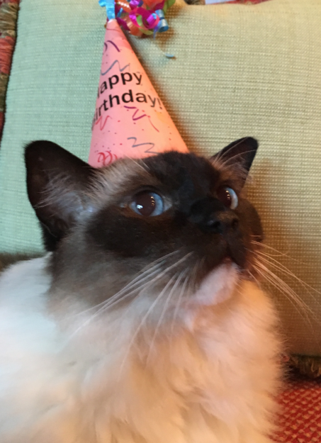 Celebrating Caymus’s 12th Birthday: A Long‑Lived Ragdoll’s Journey