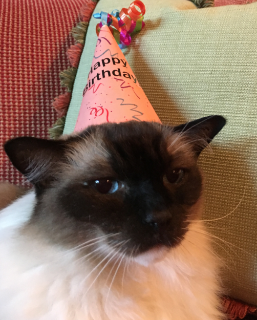 Celebrating Caymus’s 12th Birthday: A Long‑Lived Ragdoll’s Journey