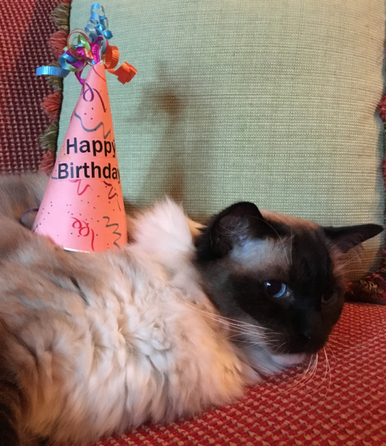 Celebrating Caymus’s 12th Birthday: A Long‑Lived Ragdoll’s Journey