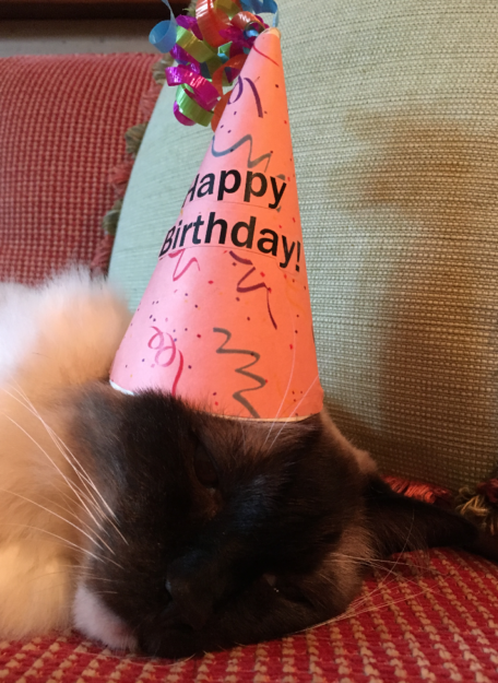 Celebrating Caymus’s 12th Birthday: A Long‑Lived Ragdoll’s Journey
