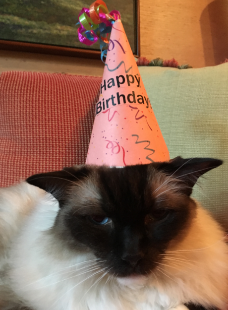 Celebrating Caymus’s 12th Birthday: A Long‑Lived Ragdoll’s Journey