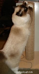 Declawing Cats: Why It’s Illegal Worldwide and the Risks Involved