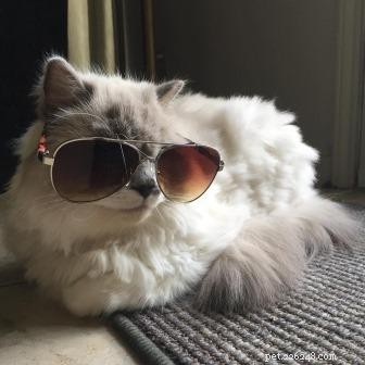 Zelda: Spotlight on Our Ragdoll of the Week