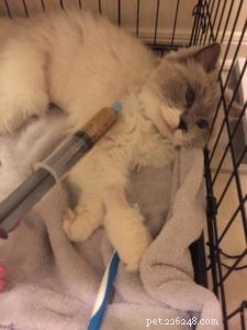 Zelda: Spotlight on Our Ragdoll of the Week