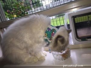 Zelda: Spotlight on Our Ragdoll of the Week