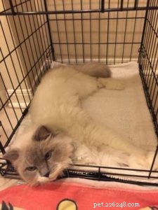 Zelda: Spotlight on Our Ragdoll of the Week
