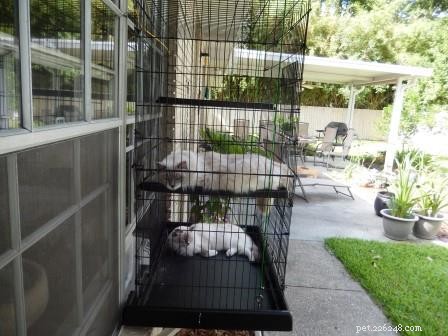 Zelda: Spotlight on Our Ragdoll of the Week