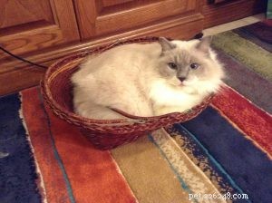Zelda: Spotlight on Our Ragdoll of the Week