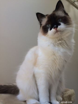 Dorothy Bow ‘Dottie’: Ragdoll Star of the Week